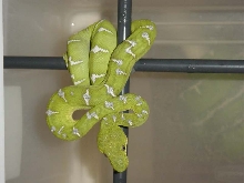 Northern Emerald