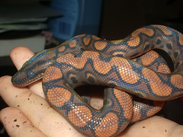 Quetzal in Blue