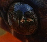 Quetzal's Eye