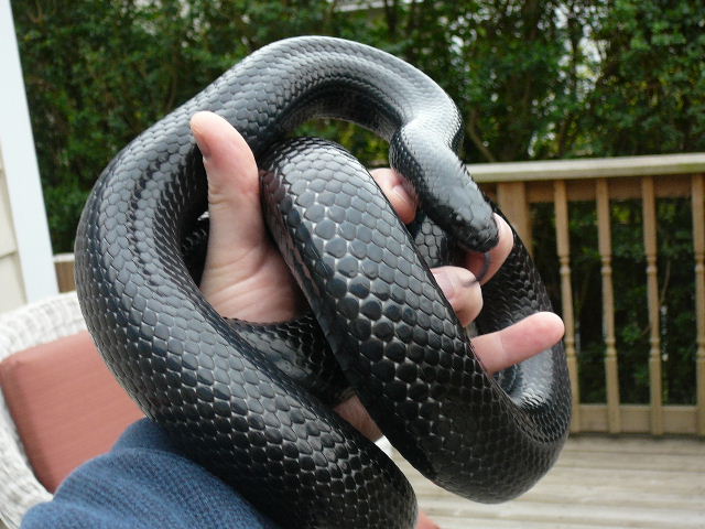 00 0.1 gaigeae 3 15 08 outside coiled on hand