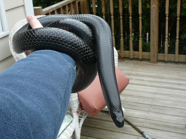 00 0.1 gaigeae 3 15 08 outside coiled on hand neck stretch