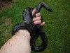 00 0.1 gaigeae 8 10 08 outside coiled on hand