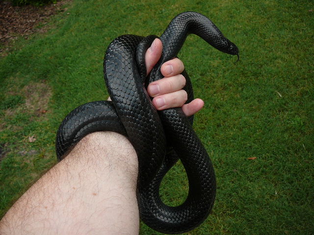 00 0.1 gaigeae 8 10 08 outside coiled on hand
