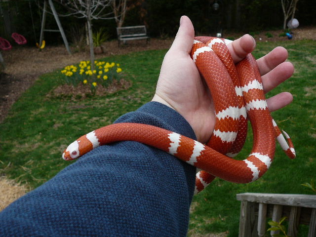 02 1.0 hondo amel 3 15 08 outside coiled in hand
