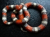 04 1.0 campbelli 3 25 07