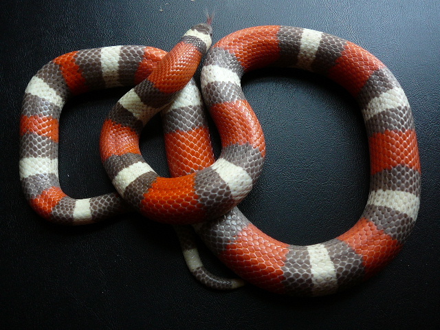 04 1.0 campbelli 3 25 07