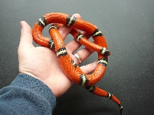 05 0.1 sinaloae in hand 3 8 08