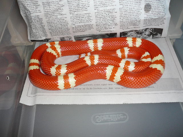 05 0.1 hondo amel on news paper coiled