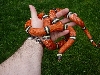 05 0.1 mc sinaloae 4 19 08 outside in hand