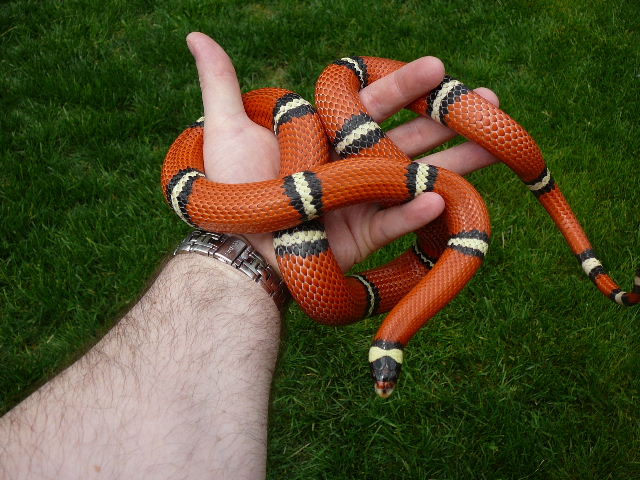 05 0.1 mc sinaloae 4 19 08 outside in hand