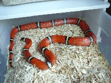 05 0.1 mc sinaloae 6 8 08 gravid