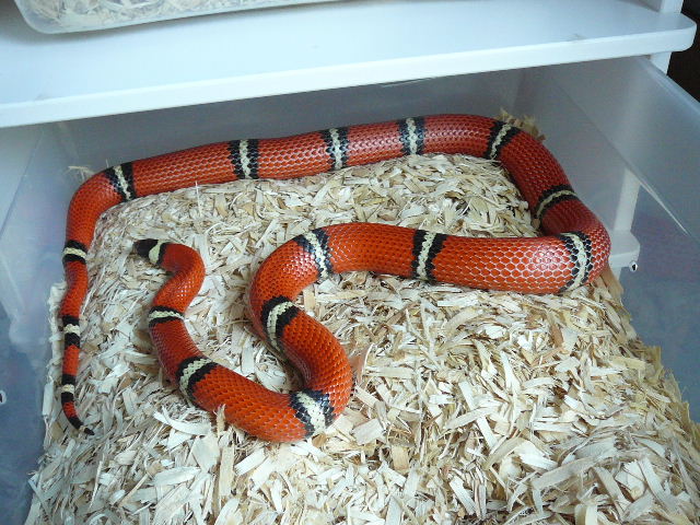 05 0.1 mc sinaloae 6 8 08 gravid