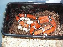05 0.1 mc sinaloae with clutch 7 3 08