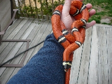 05 0.1mc sinaloae outside 3 15 08 coiled in hand