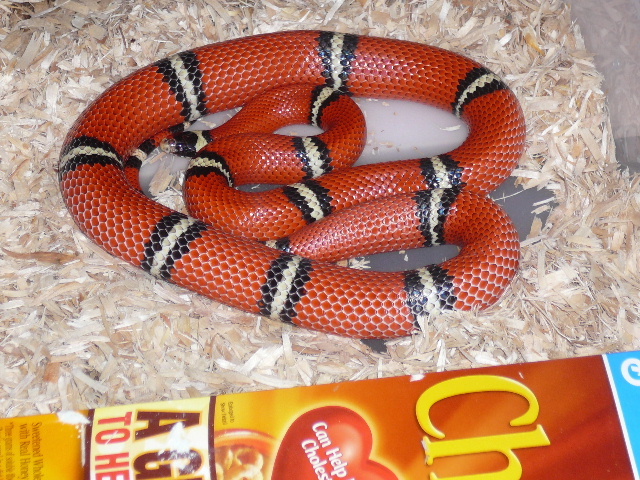 05mc 0.1 sinaloae gravid 6 15 09