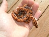 06 0.1 Epicrates cenchria 9 23 06 coiled in hand
