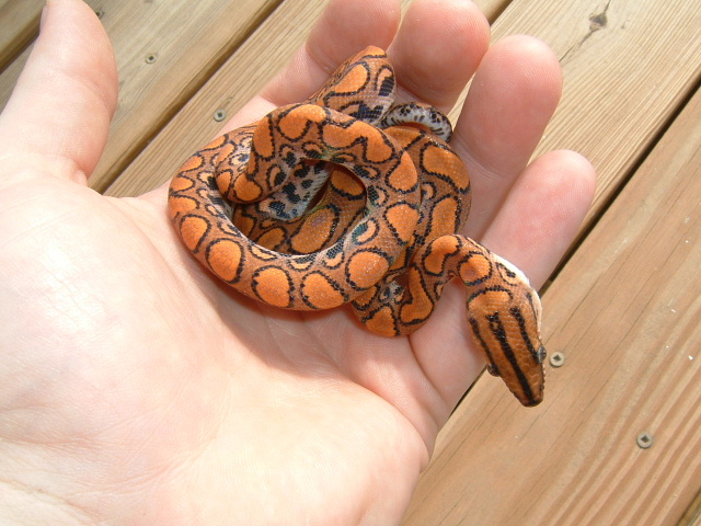 06 0.1 Epicrates cenchria 9 23 06 coiled in hand