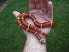 06 0.1 annulata pinner coil 8 29 08
