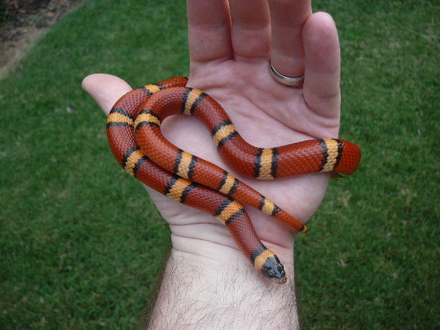 06 0.1 annulata pinner coil 8 29 08