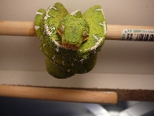 06 0.1 corrallus caninus on perch 12 07