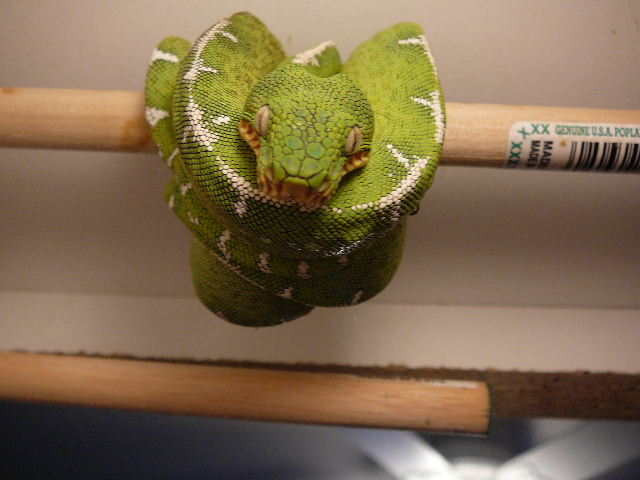 06 0.1 corrallus caninus on perch 12 07