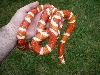 06 0.1 hondo amel 8 17 08 outside held in hand