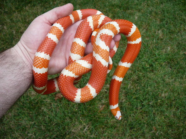06 0.1 hondo amel 8 17 08 outside held in hand