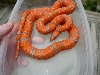 06 1.0 hondo extreme 3 15 08 outside coiled in rubbermaid 2