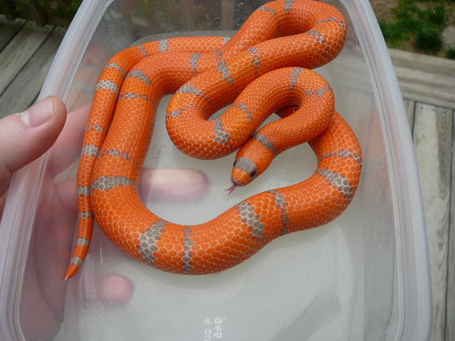 06 1.0 hondo extreme 3 15 08 outside coiled in rubbermaid 2