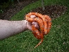06 1.0 hondo extreme 8 17 08 outside coiled in hand