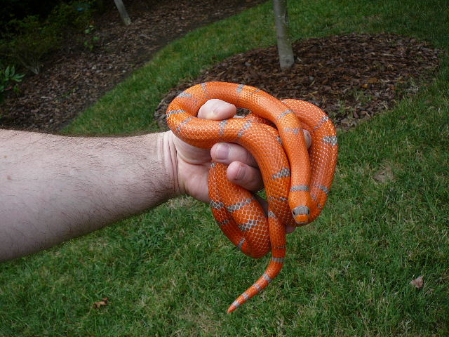 06 1.0 hondo extreme 8 17 08 outside coiled in hand