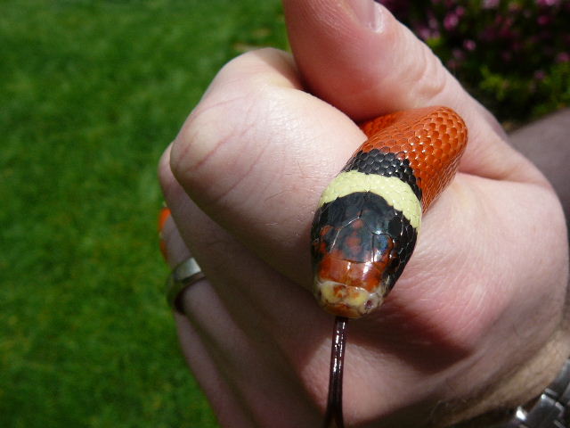 06 1.0a  sinaloae 4 19 08 outside face shot tongue out