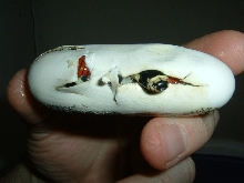 06 gaigeae baby hatching from egg in hand