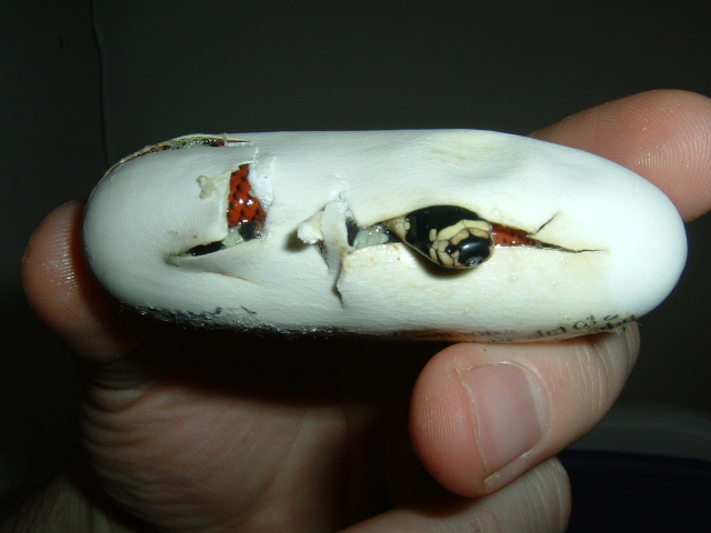 06 gaigeae baby hatching from egg in hand