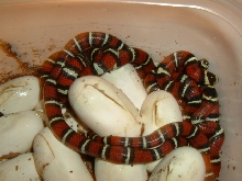 06 gaigeae baby pile