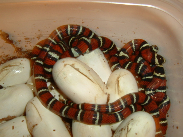06 gaigeae baby pile