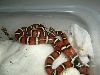 06 gaigeae babies three heads1