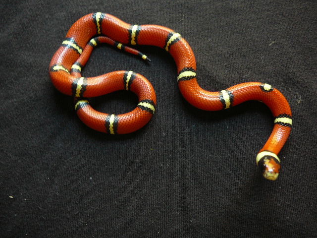 08 1.0 sinaloae cosala looking right