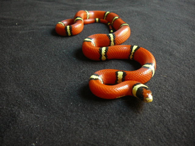 08 1.0 sinaloae cosala side view