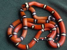 08 1.0 sinaloae cosala vs. 1.0 sinaloae hypo e