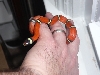 2008 cosala lone animal inhand