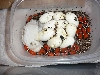 2008 cosala with eggs