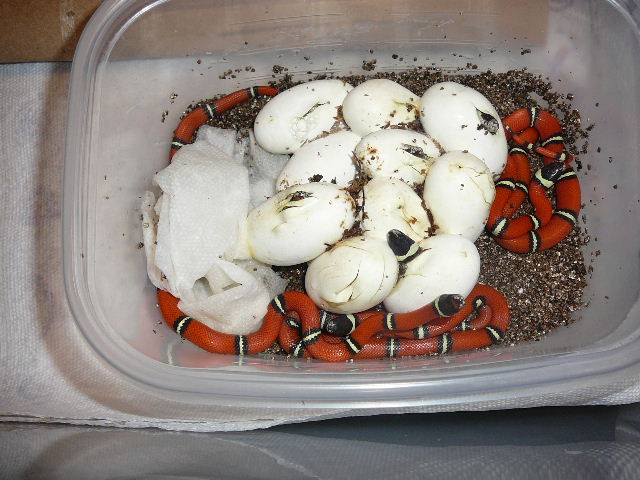 2008 cosala with eggs
