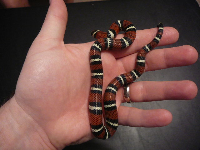 2008 gaigeae baby in djhand