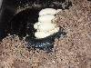 2009 gaigeae clutch