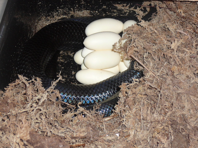 2009 gaigeae clutch