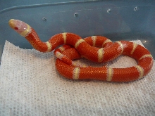 08 0.1a coiled