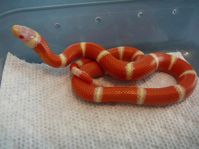 08 0.1a coiled