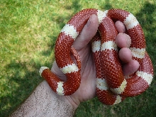 98 0.1 nelsoni 8 10 08 coiled in hand