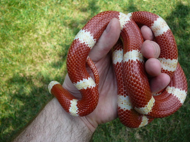 98 0.1 nelsoni 8 10 08 coiled in hand